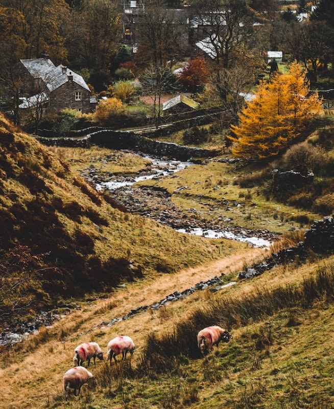 Autumnal valley landscape with stone buildings, sheep grazing and a meandering stream.